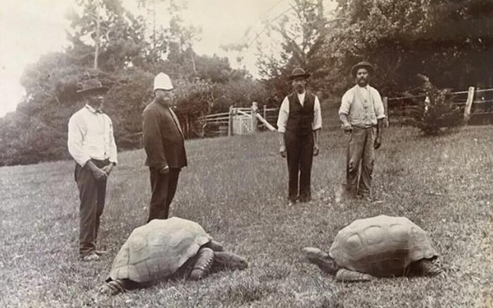 Jonathan jõudis 1882. aastal Saint Helenale kingitusena saare hilisemale kubernerile Sir William Grey-Wilsonile. Foto on tehtud umbes samal ajal, Jonathan on pildil vasakul.