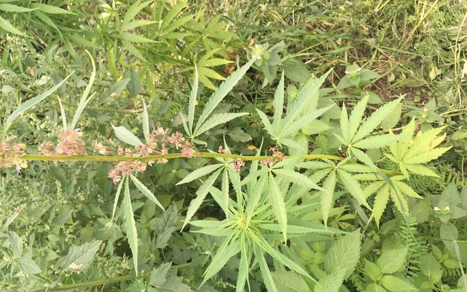 Regulatory amendment to allow farmers to grow higher THC cannabis crops - Vimarsana News