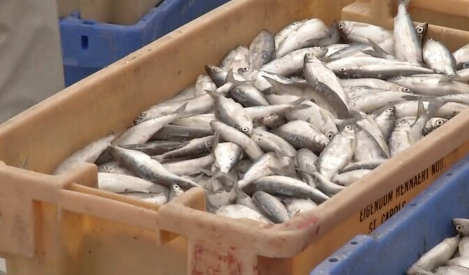 Lake Peipus fishers suspect Russians violating vendace fishing quota - Vimarsana News