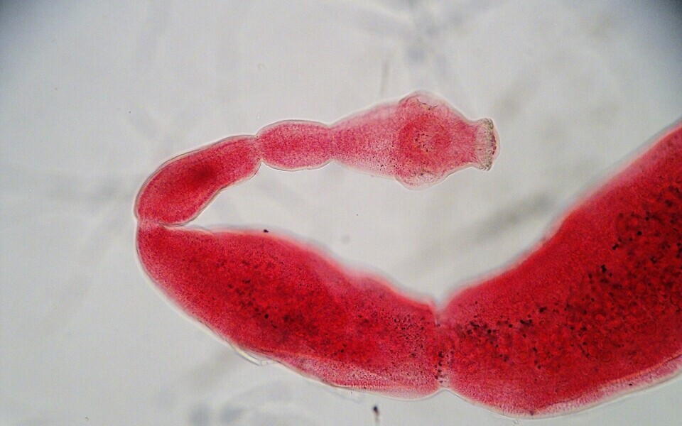 Põistang-paeluss (Echinococcus granilosus).