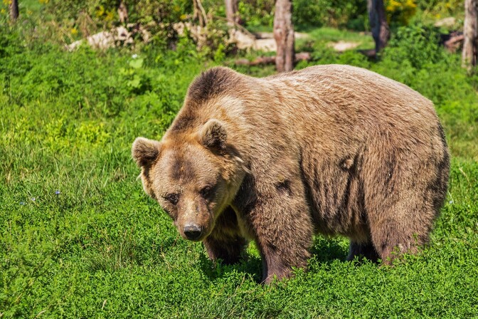 Weekly: Brown bear caught on camera marking territory - Vimarsana News