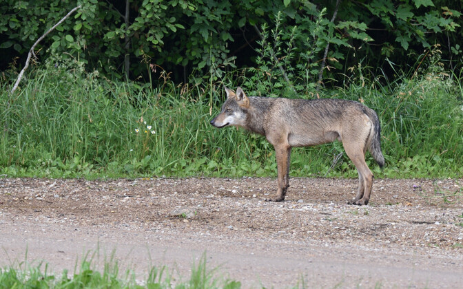 This season's wolf cull quote set at 50, down on last year - Vimarsana News
