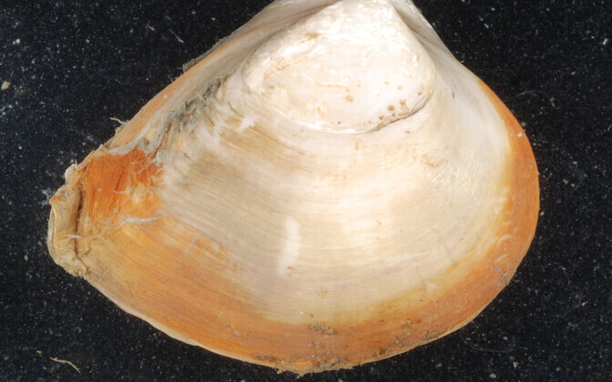 Edible Mexican mussel growing in Estonian bay - Vimarsana News