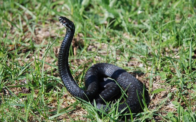 Tallinner bitten by viper blames untended green area - Vimarsana News