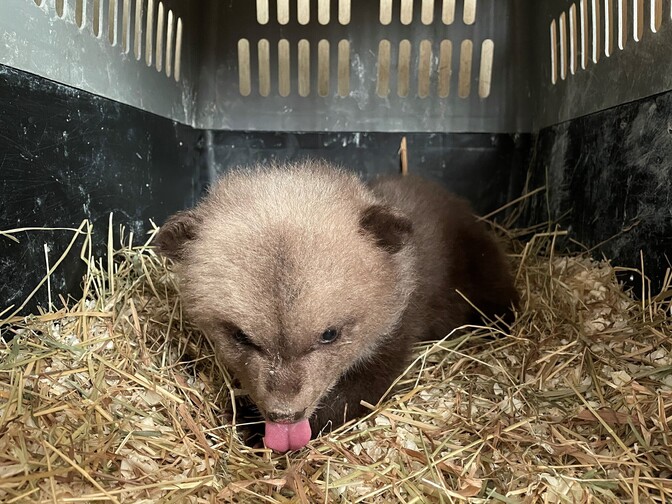 Bear cub found on roadside taken to Elistvere wildlife park - Vimarsana News
