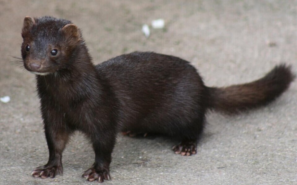 Mink ehk ameerika naarits.