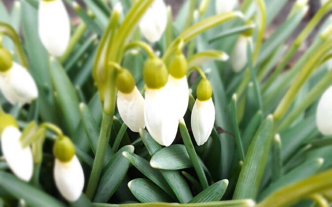 Spring recommendations: What to do in Estonia #3 - Vimarsana News