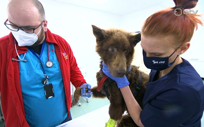 Spring birth boom increases number of poorly cared for puppies - Vimarsana News