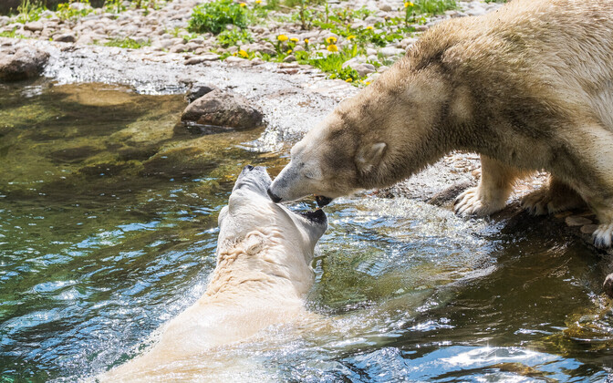 Tallinn Zoo launches fundraising for Ukrainian zoos - Vimarsana News