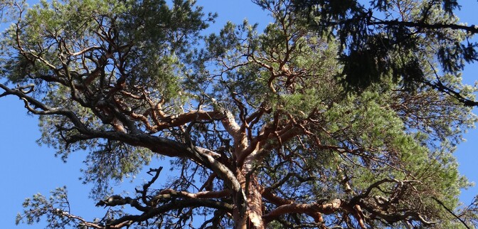 Estonia nominates King's Pine for European Tree of the Year competition - Vimarsana News