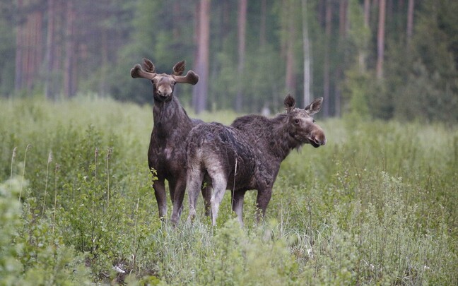 Põdrad, üks nagu vasarhai
