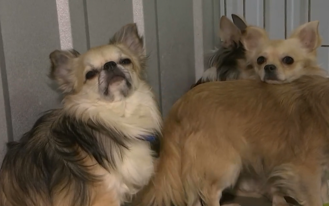 Dogs liberated from Ida-Viru County puppy farm soon to get new homes - Vimarsana News