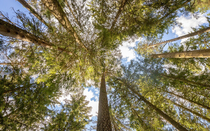 New coalition to review logging volumes in state forests - Vimarsana News