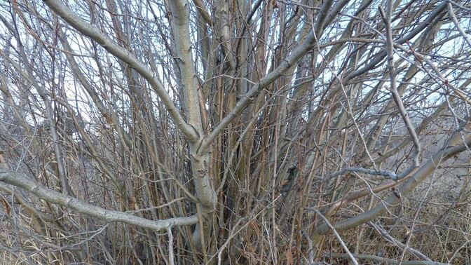 Gray alder could be used for heating in place of Russian gas - Vimarsana News