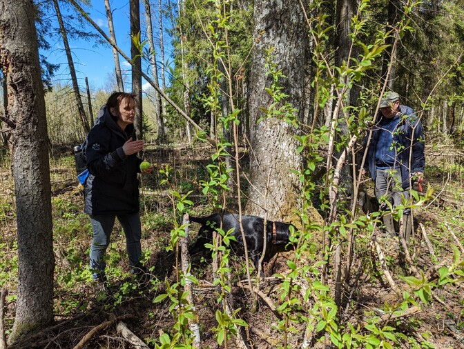 Kitty the dog enhances search for flying squirrels in Ida-Viru County