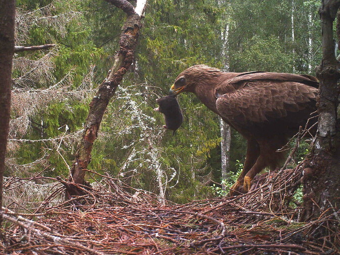 Ornithologist: Enthusiast eagle observers add data to scientific research - Vimarsana News
