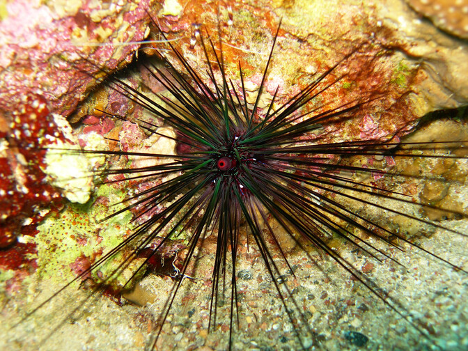 Health Board urges caution on beaches after person steps on 'sea urchin' - Vimarsana News