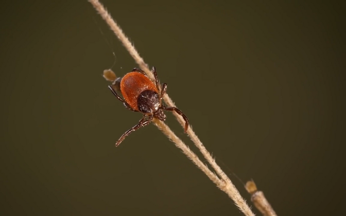 Study: Number of ticks, tick-borne pathogens on rise in Estonia - Vimarsana News