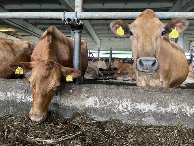 Estonian Native breed cows not a good fit for intensive farming - Vimarsana News