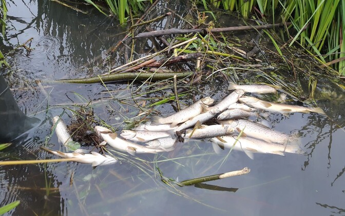 Environmental Board: Jõgeva County silage farm river pollution receding - Vimarsana News