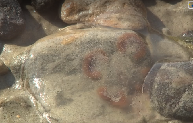 Warm weather brings jellyfish to Estonian shores - Vimarsana News