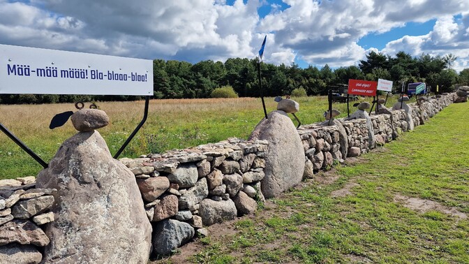 Saaremaa stone sheep flock continues to grow - Vimarsana News