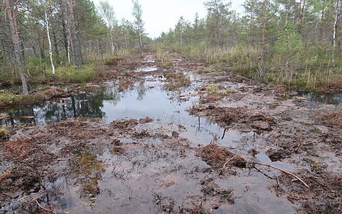 Reducing CO2 emissions from land: Restoring wetlands or drainage systems? - Vimarsana News