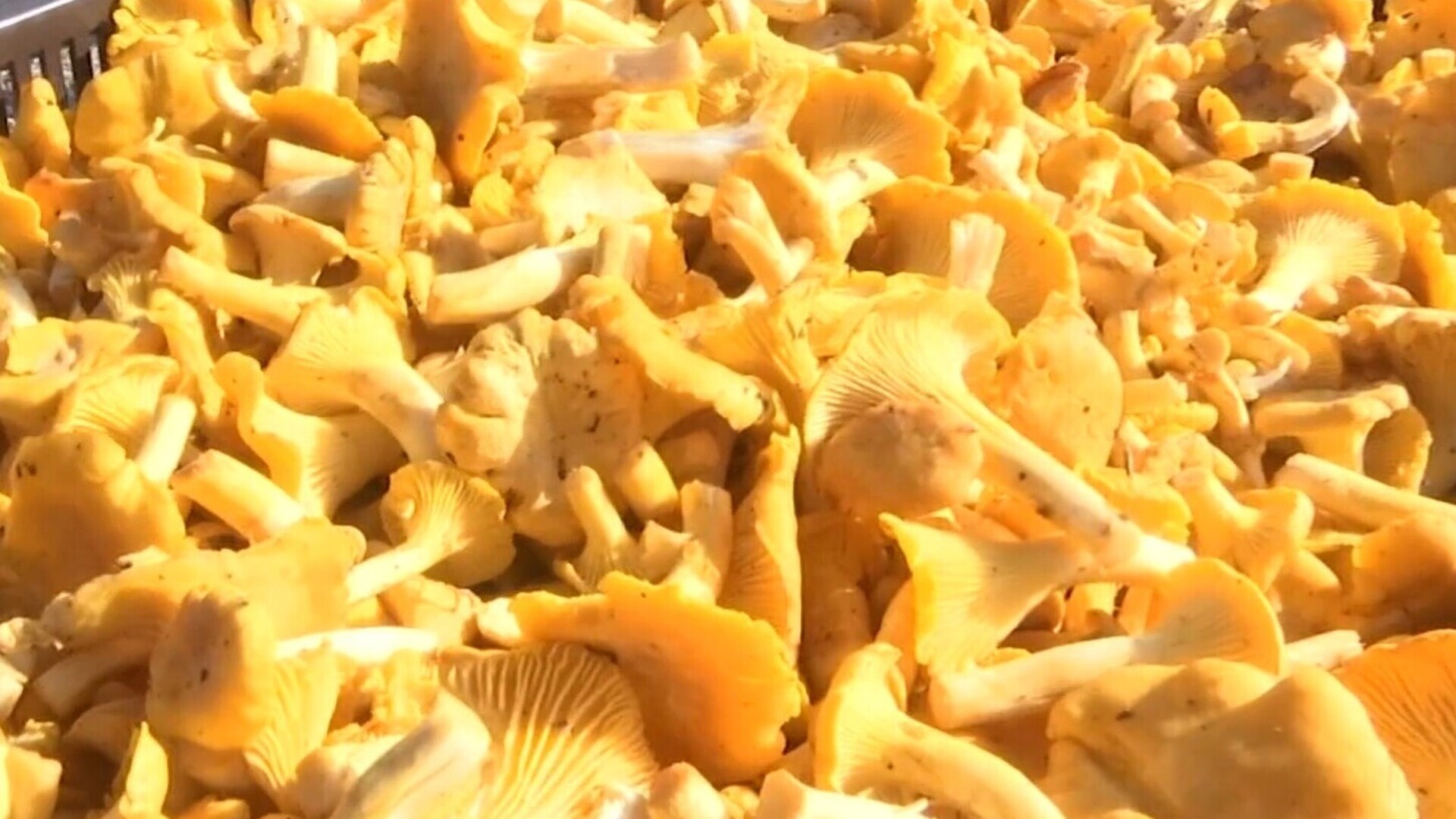 イイ物うー特価 ノリタケ 『CHANTERELLE』 カップ&ソーサー 4客 