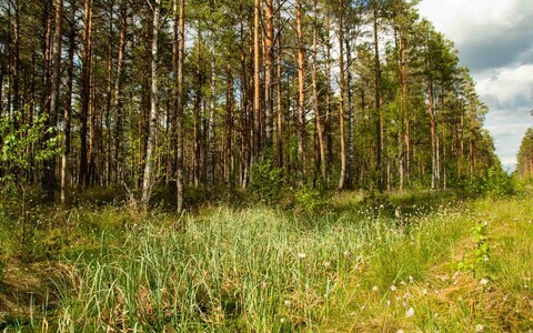 Иллюстративная фотография.