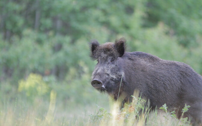 Justice chancellor: Wild boar cannot be made to suffer when training hunting dogs