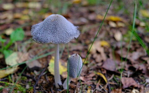 Wild mushrooms in Southern Estonia. August 2025.
