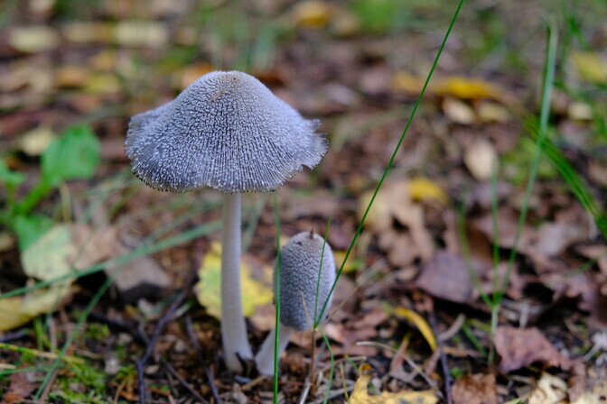 Natural History Museum opens 64th mushroom exhibition