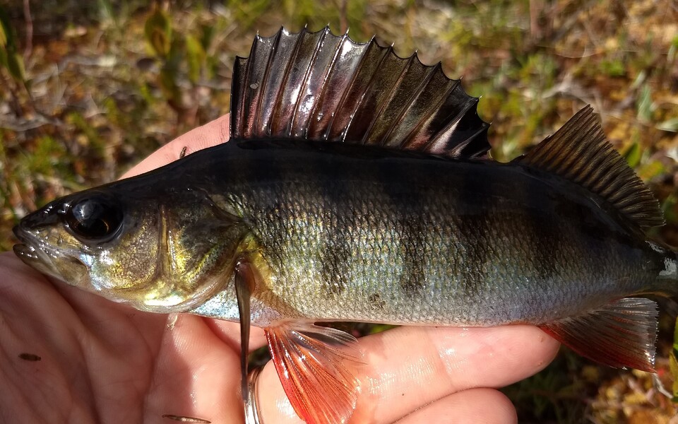 Окунь (Perca fluviatilis).
