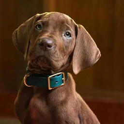 Netflixi jõuab live-action seriaal detektiivkoerast Scooby Doo