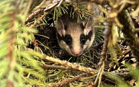 A garden dormouse in Tallinn Zoo.