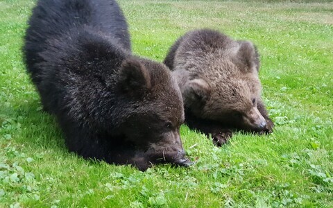 Bear cubs (photo is illustrative).