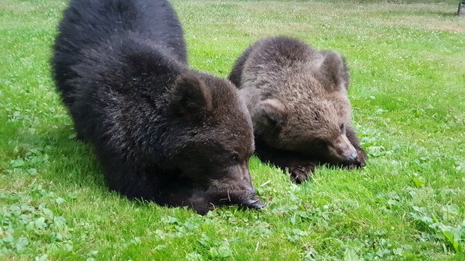 Two bear cubs killed in Tartu County after repeated human contact