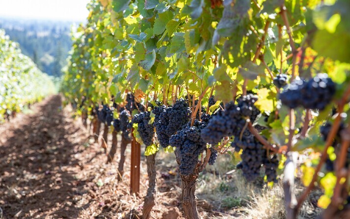 'Pinot noir' viinamarjad istanduses.