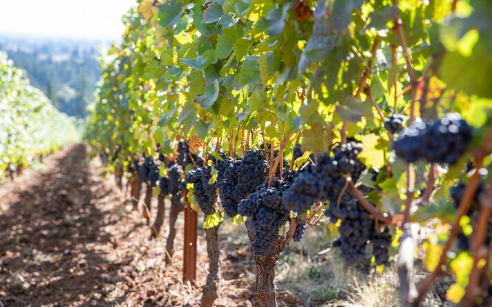 Сорт винограда Pinot noir.