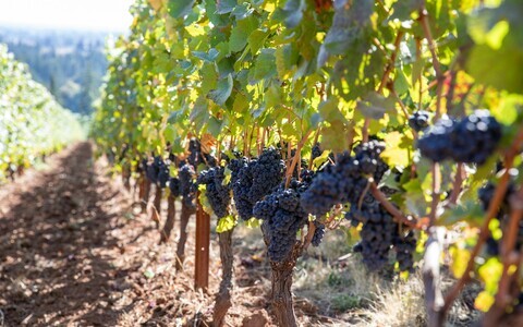 Сорт винограда Pinot noir.