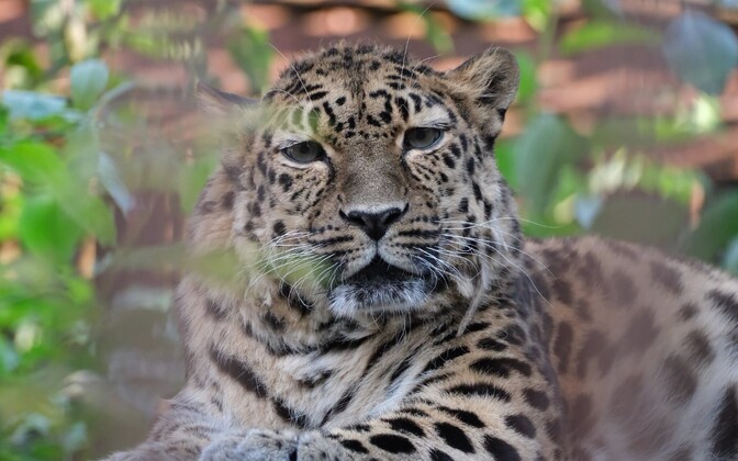 Rare Amur leopard at Tallinn Zoo dies at age 22