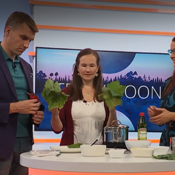 Viinamarjakasvataja: parima dolma saab õigesti valitud viinamarjalehest