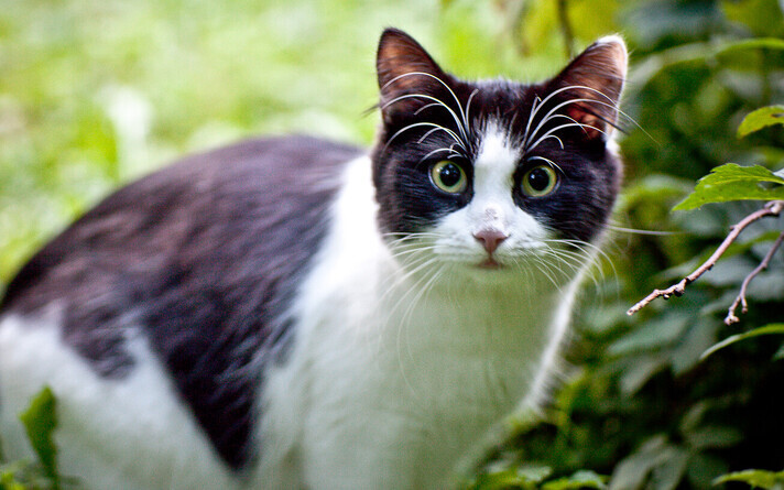 A cat. Picture is illustrative.