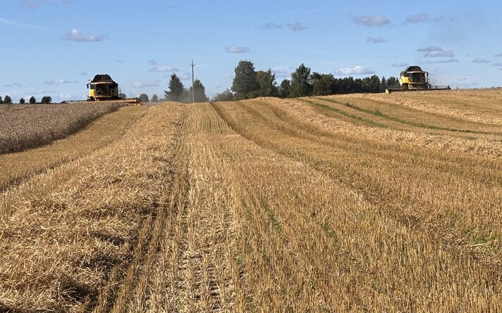 Summer wheat harvest in Jõgeva County.