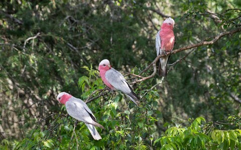 Eolophus roseicapilla ehk roosakakaduu