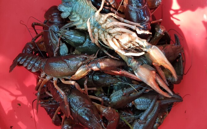 eDNA monitoring is helping Estonia detect invasive crayfish sooner