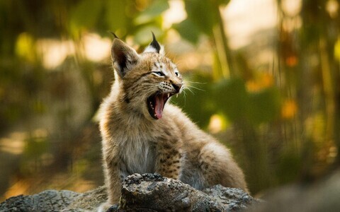 A lynx. Photo is illustrative.