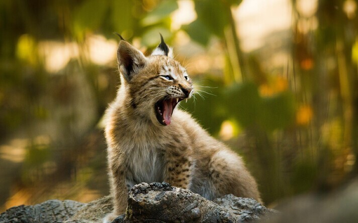 A lynx. Photo is illustrative.