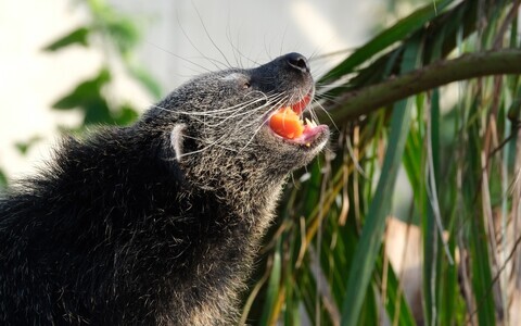 Tallinn loomaaia binturong