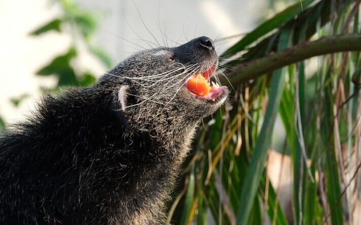 Tallinn loomaaia binturong